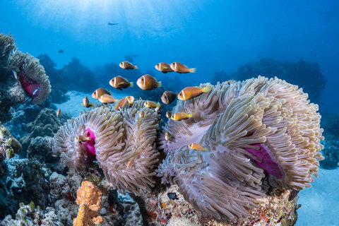 COMO MAALIFUSHI MALDIVES - Photo 42