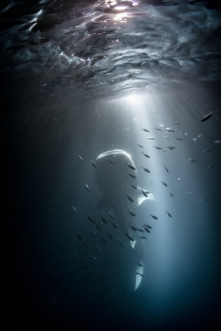 COMO MAALIFUSHI MALDIVES - Photo 43