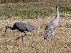  - Candlewood Suites Northwest Craig