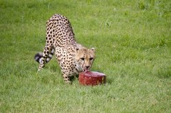  - Holiday Inn Express & Suites Airport Phoenix