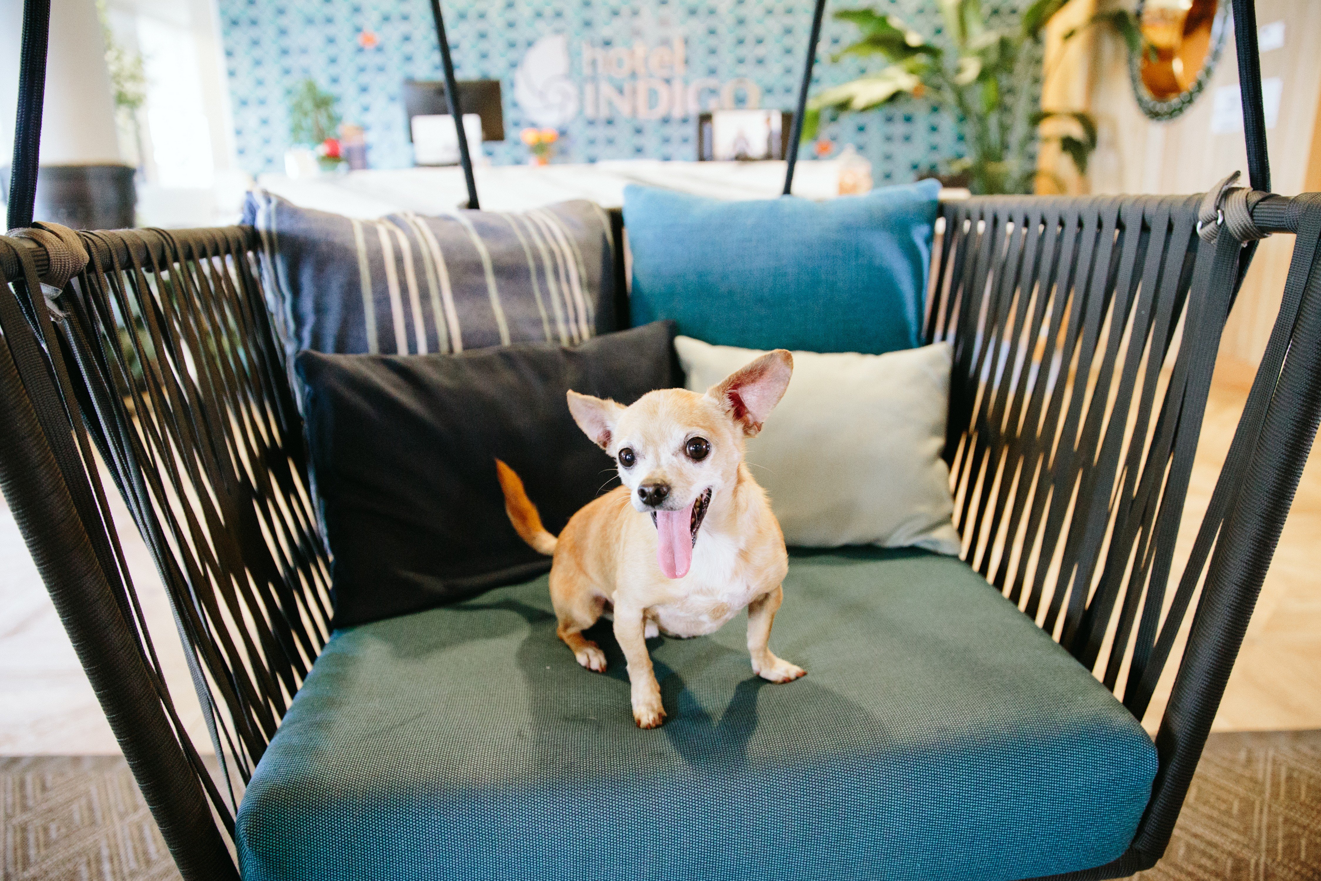 At Hotel Indigo we know your Dog is part of the family 