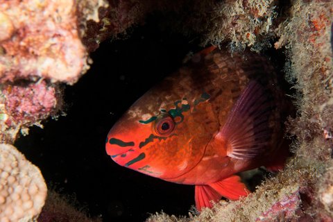 LE MERIDIEN PHUKET BEACH - Photo 109