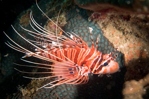 LE MERIDIEN PHUKET BEACH - Photo 110