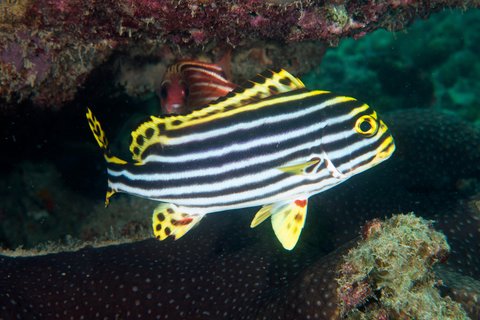 LE MERIDIEN PHUKET BEACH - Photo 112