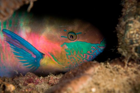 LE MERIDIEN PHUKET BEACH - Photo 114