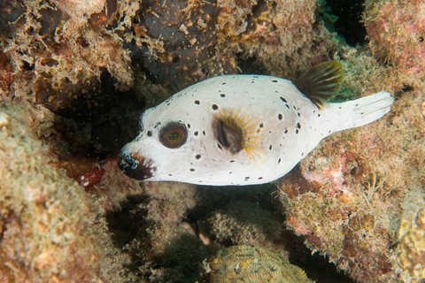 LE MERIDIEN PHUKET BEACH - Photo 117