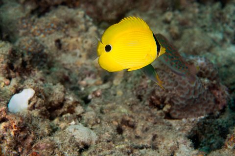 LE MERIDIEN PHUKET BEACH - Photo 119