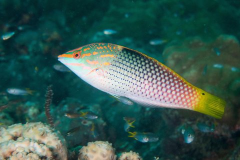 LE MERIDIEN PHUKET BEACH - Photo 120