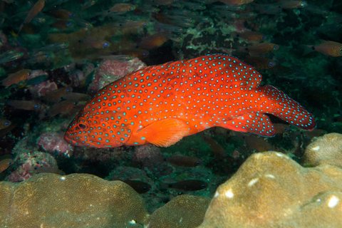 LE MERIDIEN PHUKET BEACH - Photo 121