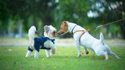  - Travellers Inn Summerside