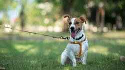  - Springs Motel Russell Springs