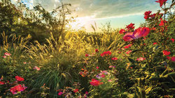  - Holiday Inn Club Vacations Villages Resort Flint