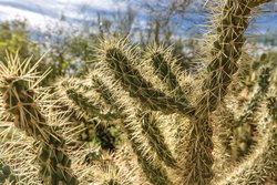  - Orange Tree Golf Resort Scottsdale