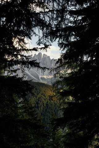 FORESTIS - Photo 84