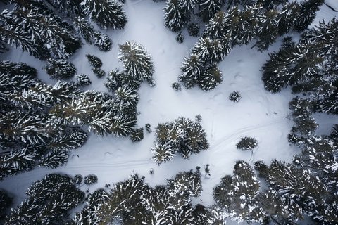 FORESTIS - Photo 85