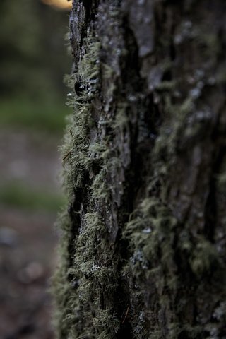 FORESTIS - Photo 86