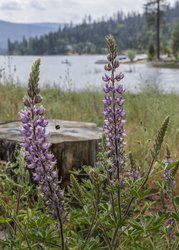  - WorldMark Resort Bass Lake