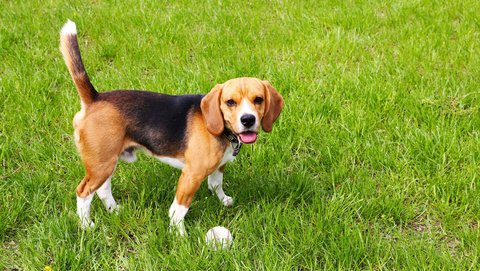 Weatherford Heritage Inn Heritage TX Property Amenity Pet Friendly