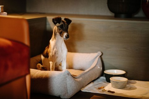 BERGWELT GRINDELWALD - Photo 10