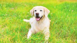  - Relax Inn Franklin - I-65, Exit 90