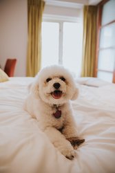  - Taj Campton Place San Francisco