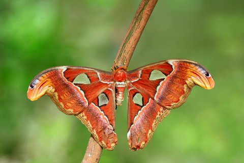 PHUKET MARRIOTT MERLIN BEACH - Photo 114