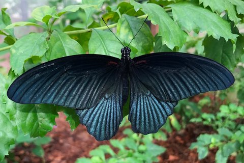 PHUKET MARRIOTT MERLIN BEACH - Photo 118