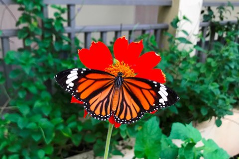 PHUKET MARRIOTT MERLIN BEACH - Photo 122