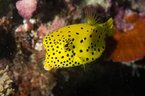 PHUKET MARRIOTT MERLIN BEACH - Photo 130