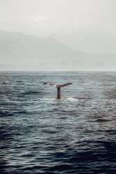  - Maui Seaside Hotel