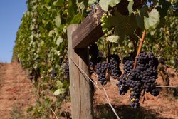  - Staybridge Suites Hillsboro