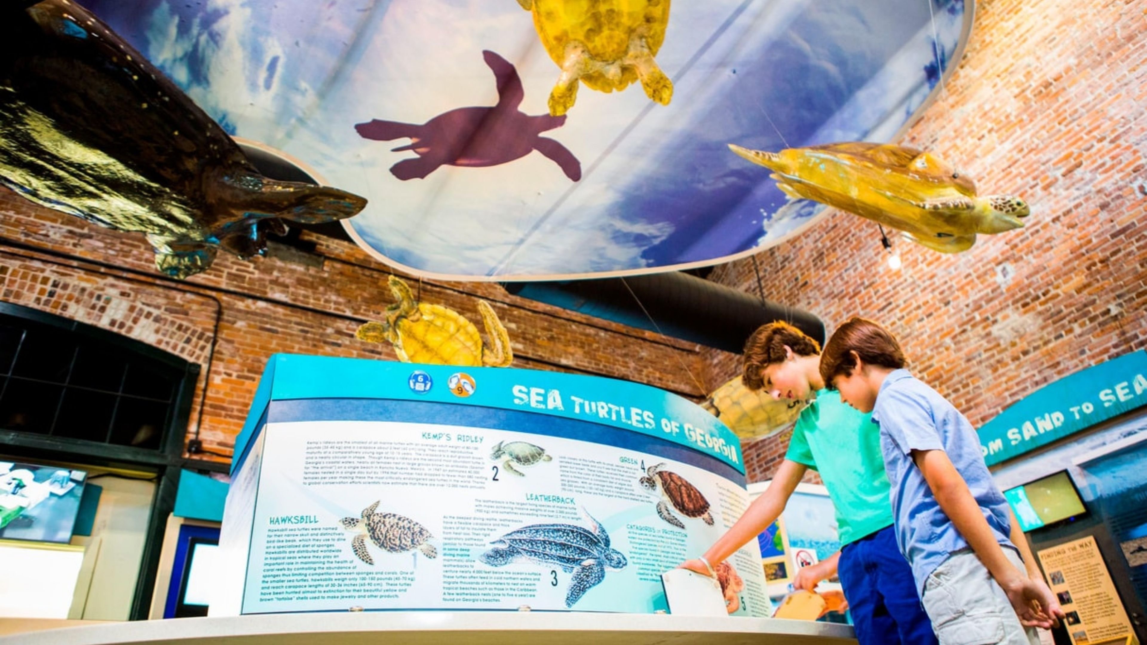 Visit the Georgia Sea Turtle Center while staying on Jekyll Island