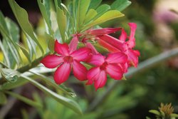  - WorldMark Elysian Beach Resort St Thomas