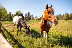  - Running Y Ranch Resort Klamath Falls