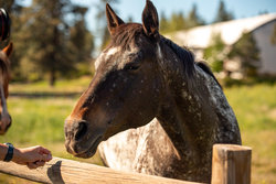  - Running Y Ranch Resort Klamath Falls