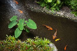  - Mauna Kea Beach Hotel Kohala Coast