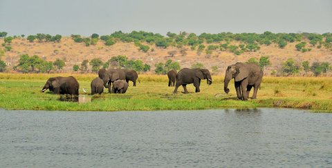 Chobe River