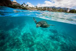  - Sheraton Maui Resort & Spa Kaanapali