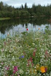  - Pikes Waterfront Lodge Fairbanks