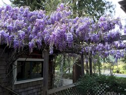  - Dawn Ranch Lodge Guerneville