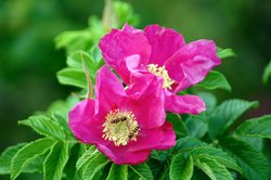  - Kimball Terrace Inn Northeast Harbor