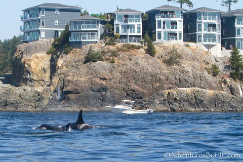 orcas