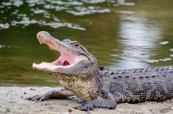  - Holiday Inn & Suites International Drive South Orlando - I-4, Exit 68