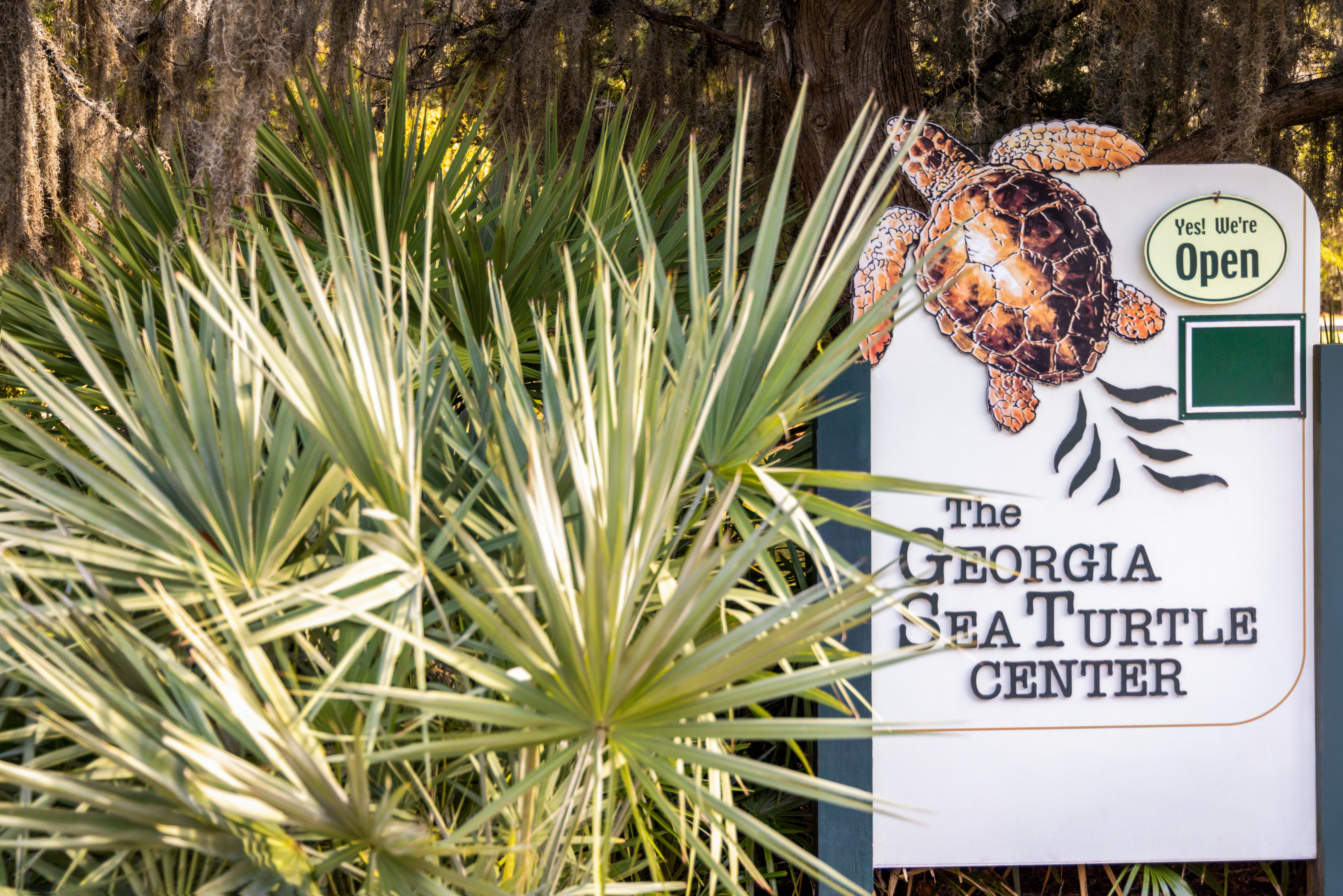 Visit the Georgia Sea Turtle Center while staying on the island