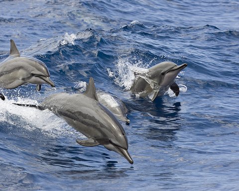 FOUR SEASONS RESORT LANAI - Photo 4