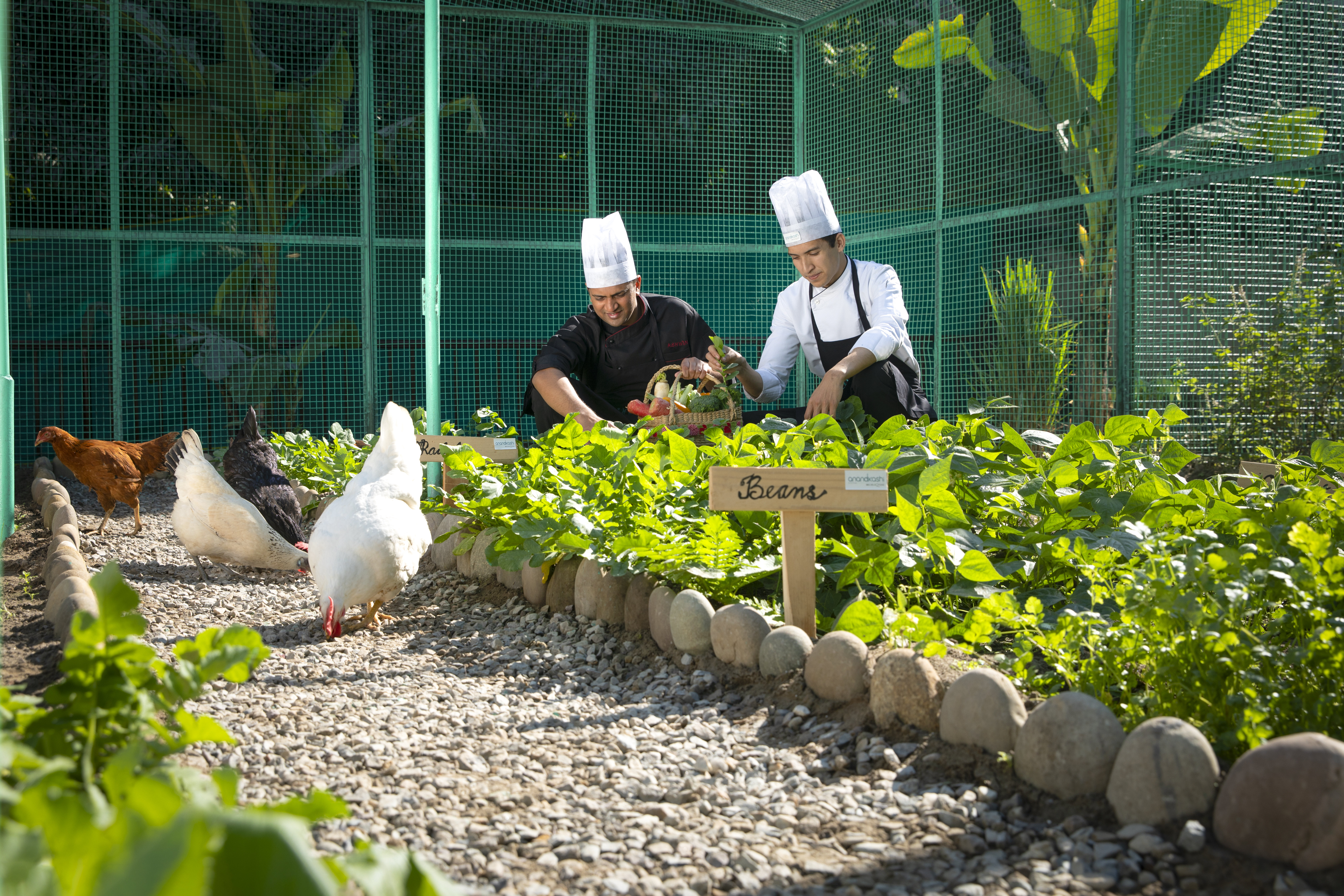 Anand Kashi IHCL SeleQtions-guestroom-Kitchen Garden.jpg