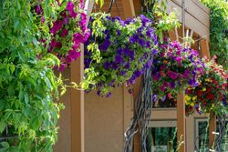  - Flying Saddle Resort Alpine