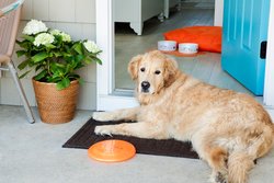  - Beach Shack Motel Cape May