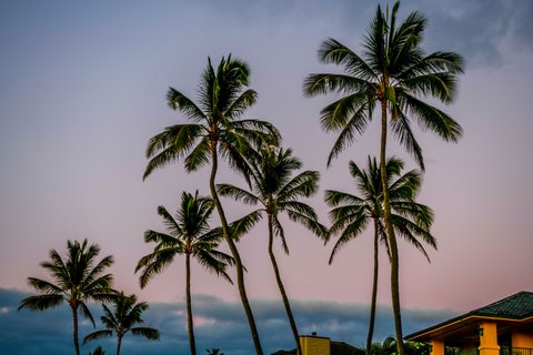 THE RITZ-CARLTON KAPALUA - Photo 18