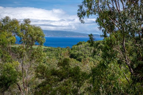 THE RITZ-CARLTON KAPALUA - Photo 178
